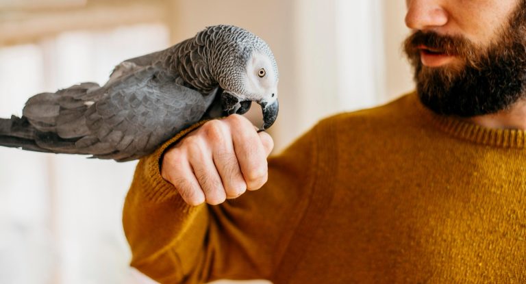 Grå jako sitter lugnt på en mans hand i ett ljust vardagsrum