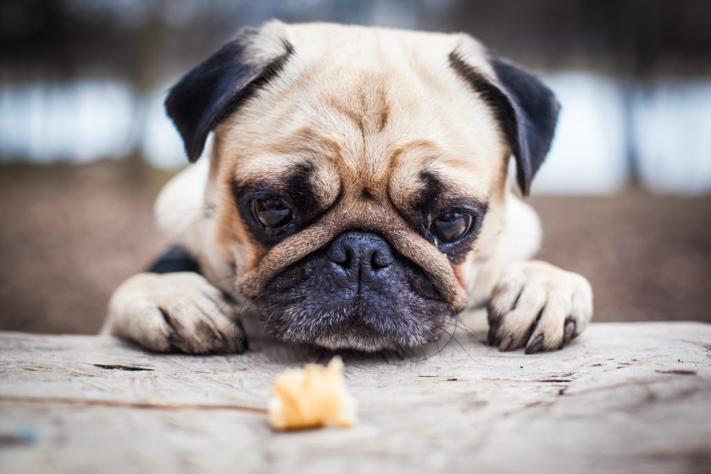 Mops vilar hakan mot ett träbord och tittar på en liten godbit