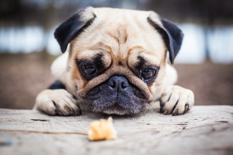 Mops vilar hakan mot ett träbord och tittar på en liten godbit