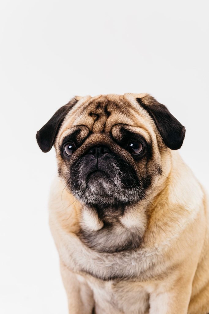 Porträtt av en aprikosfärgad mops med svart mask mot vit bakgrund